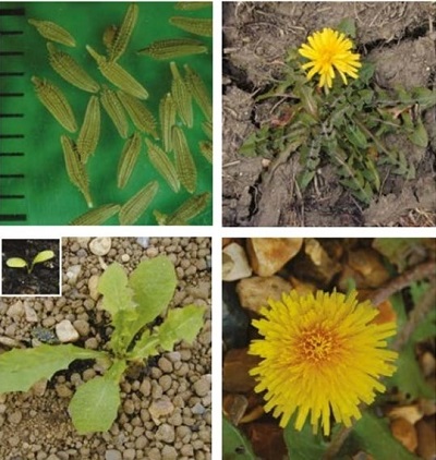 Dandelion at four growth stages